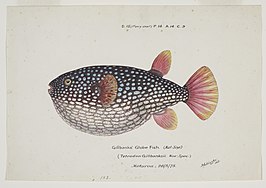 Arothron gillbanksii