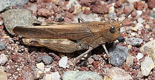 <i>Arphia conspersa</i> Species of grasshopper