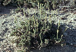 Thumbnail for Artemisia pygmaea