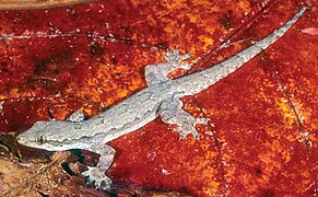 March 14: A male Asian house gecko Hemidactylus platyurus from East Timor.