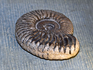 Peltoceratinae Subfamily of molluscs (fossil)