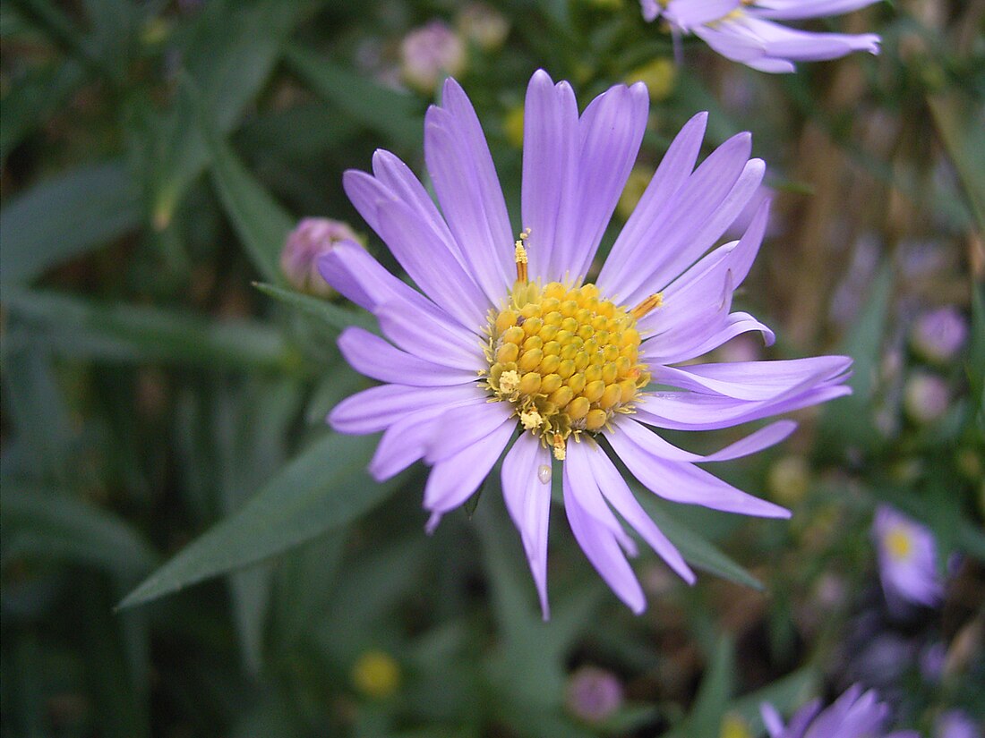 Aster