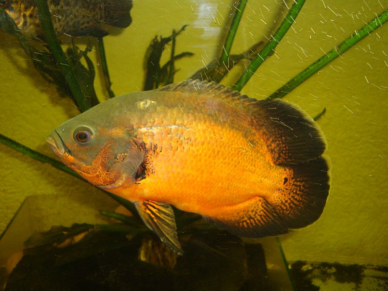 File:Astronotus ocellatus RED OSCAR 2.jpg