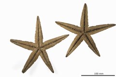 File:Astropecten euryacanthus - AST-000050 hab-ven-select.tif (Category:Echinodermata in the Natural History Museum of Denmark)