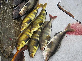 <span class="mw-page-title-main">Atka mackerel</span> Species of fish