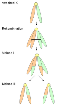 Attached-X-Chromosom