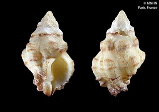 <i>Attiliosa aldridgei</i> Species of gastropod