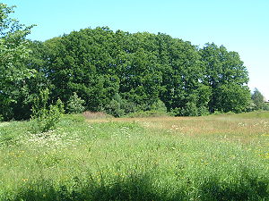 Remains of the tower hill castle "Bori" in Bünzen