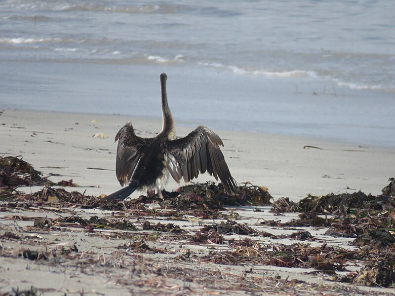 File:Australasian darter (Anhinga novaehollandiae) at Tern Island Nature Reserve, June 2022 02.jpg