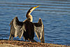 Australian Darter (Anhinga novaehollandiae) (8341797248) .jpg