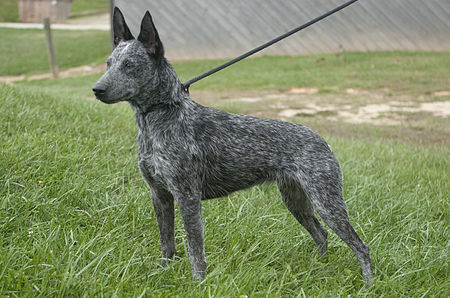 Australian Stumpy Tail Cattle Dog.jpg