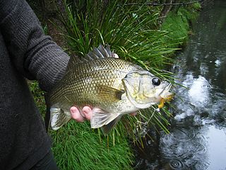 Australian bass Species of fish