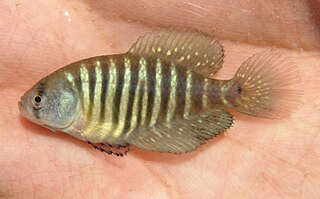<i>Austrolebias charrua</i> Species of fish