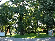 Bäume am Rudolf-von-Hirsch-Platz