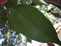 Detail of the leaf of a Ficus benjamina (weeping fig) tree growing in the Brisbane City Botanic Gardens.