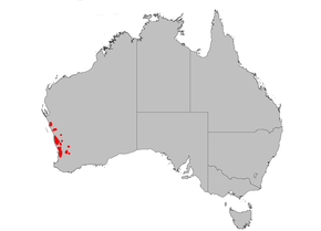 Descrição da imagem B menziesii dist map gnangarra.png.