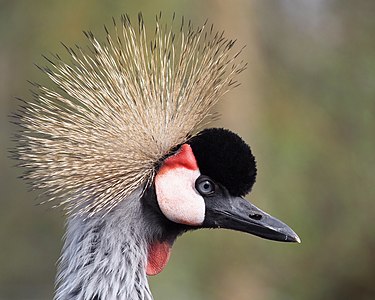 Balearica regulorum (Grey Crowned Crane)