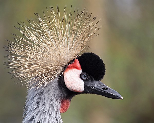 The grey crowned crane - an example of a crested bird species