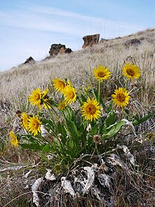 Balsamorhiza careyana - plant.jpg