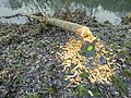 * Nomination Tree gnawed by beaver on the bank of the river Regnitz --Ermell 07:13, 12 February 2023 (UTC) * Decline  Oppose A lot of noise apparently. --Der Angemeldete 22:31, 16 February 2023 (UTC)