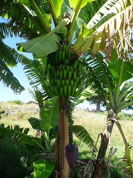 File:Banana trees Ethiopia (4).jpg