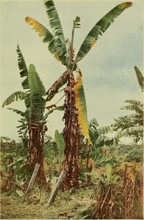 Panama disease Plant disease that primarily affects Bananas