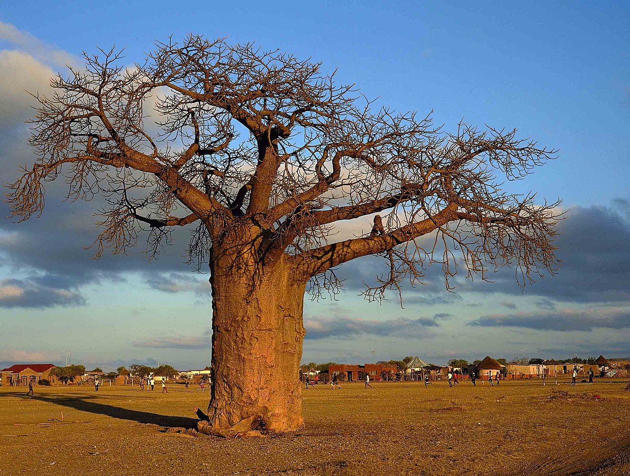 File:Baobab - Lalo.jpg - Wikimedia Commons