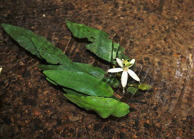 Flowering Barclaya longifolia specimen, Thailand