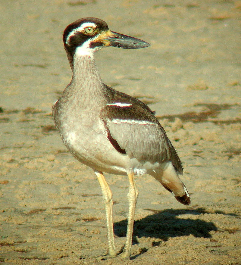 Beach Thick-knee Inskip Pt1.JPG