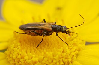 Oedemera simplex Beetle May 2009-3.jpg