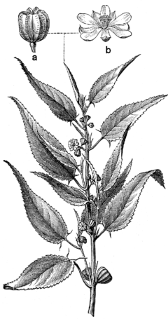 Beklädnadsväxter, Corchorus capsularis, Nordisk familjebok.png