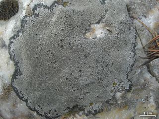 <i>Bellemerea alpina</i> Species of lichen