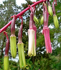 B. albiflora