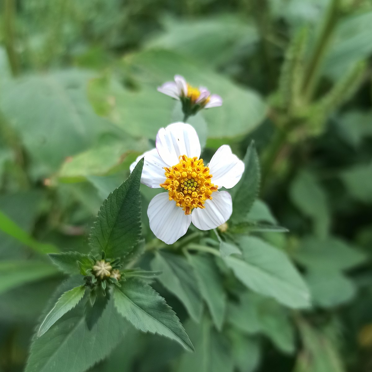 Bidens pilosa - Wikipedia, la enciclopedia libre