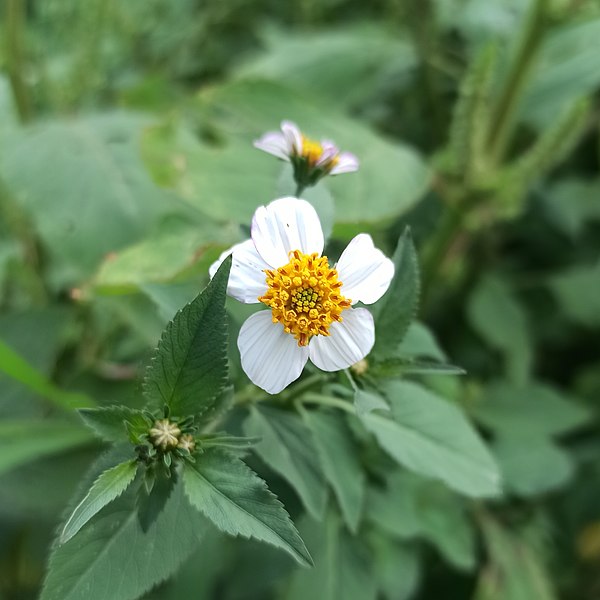 File:Bidens pilosa (Asteraceae) I.jpg