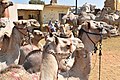 * Nomination: Birqash Camel Market --Hatem Moushir 08:35, 15 October 2017 (UTC) * * Review needed