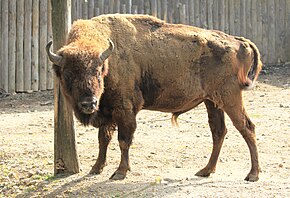 Bison bonasus nello zoo di Praga