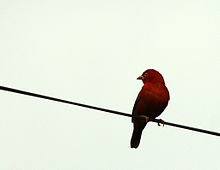 Firefinch à ventre noir.JPG