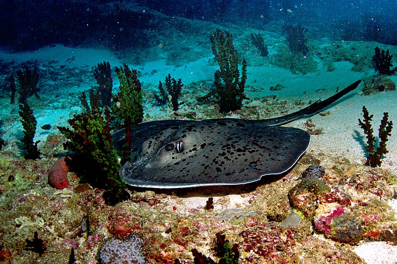 File:Black-blotched Stingray.jpg