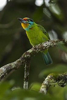 Barbet à sourcils noirs - Malaisie MG 6603 (16222423359) .jpg