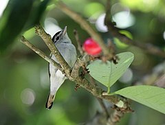 ♂ Pachyramphus marginatus