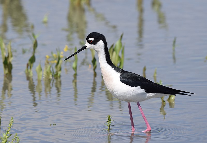 File:Black-necked Stilt (33520612733).jpg