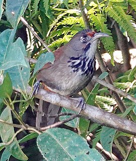 <span class="mw-page-title-main">Black-necklaced scimitar babbler</span> Species of bird