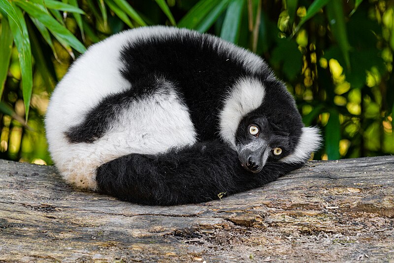 File:Black and white ruffed lemur - 51695042002.jpg