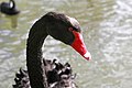 Black swan head.jpg