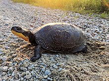 List of amphibians and reptiles of Nebraska - Wikipedia