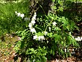 Fehér Lamprocapnos spectabilis