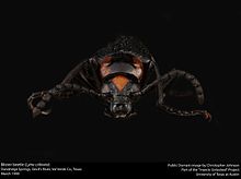 Blister beetle (Lytta cribrata) (23040174064).jpg