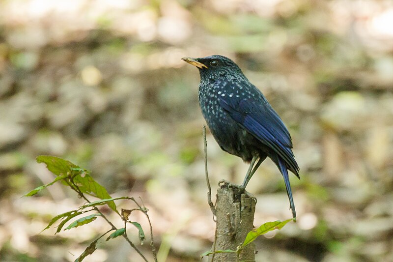 File:Blue whistling thrush (Myophonus caeruleus) 85.jpg