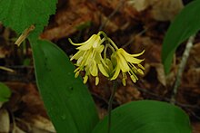 File:Bluebead_Clintonia_borealis_Newport_State_Park_Door_County_Wisconsin.jpg